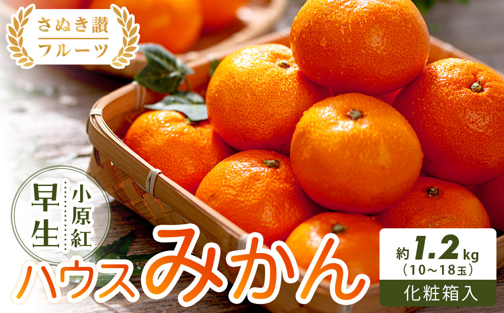 【さぬき讃フルーツ】小原紅早生ハウスみかん 化粧箱入り 約1.2kg (10～18玉入り)