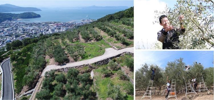 äºäžèª èåãå£ç¯éå®ãä»å£æŸãããŠå°è±å³¶ç£ãšãã¹ãã©ãŽã¡ãŒãžã³ãªãªãŒããªã€ã« 20mLãåç²§çšããšçŸå®¹ãã¹ã¯(ãªãªãŒã)7æå
¥ãã»ãã