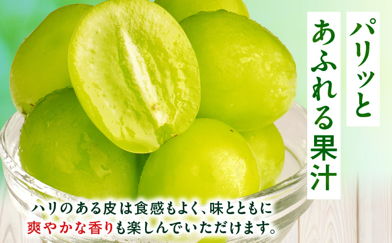 ãå
è¡åä»ãã·ã£ã€ã³ãã¹ã«ãã 2ã3æ¿å
¥ã(çŽ1.2kg) | ãã¹ã«ãã ã¶ã©ã ãã㊠è¡è æç© ãã«ãŒã äººæ° éŠå· éŠå·ç äžæšçº çš®ãªã ç®ããšé£ã¹ããã ãžã¥ãŒã·ãŒ æ¬ ãããã |_mk006-034