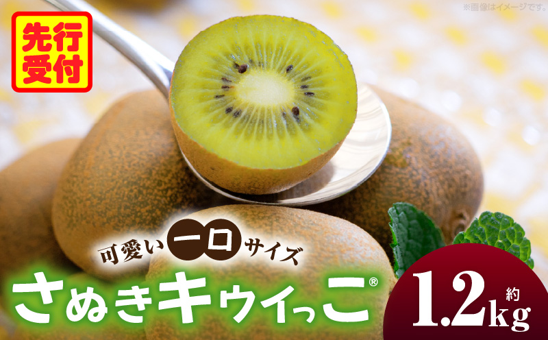 こつぶでちゅるん　さぬきキウイっこ 約1.2kg |果物 フルーツ さぬき キウイっこ キウイフルーツ グリーン キウイ 小さい 濃厚 フレッシュ ジューシー 香り 爽やか 旬の果物 人気 おすすめ 贈答 贈り物 青果物 糖度 香川県 三木町 |_mk165-020