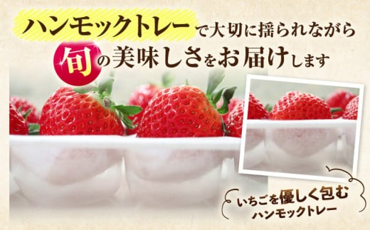 ”あえて”小粒いちご　極甘さぬき姫1,200g×2箱 | いちご 小粒 高級 さぬき姫 果物 フルーツ おすすめ 旬 イチゴ グルメ 季節 旬の果物 ギフト スイーツ パック 果実 贈り物 化粧箱 贈答用 デザート 人気 果肉 生鮮食品 国産 冷蔵 香川県 三木町 |_mk165-005