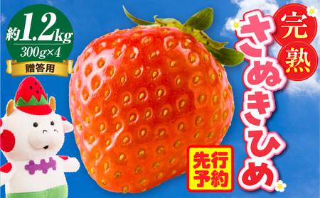 贈答用 完熟さぬき姫 約1.2kg | いちご 苺 さぬき姫 さぬきひめ 香川県オリジナル 希少 甘い 完熟 フルーツ 果物 旬 香川県 三木町 |_mk035-004