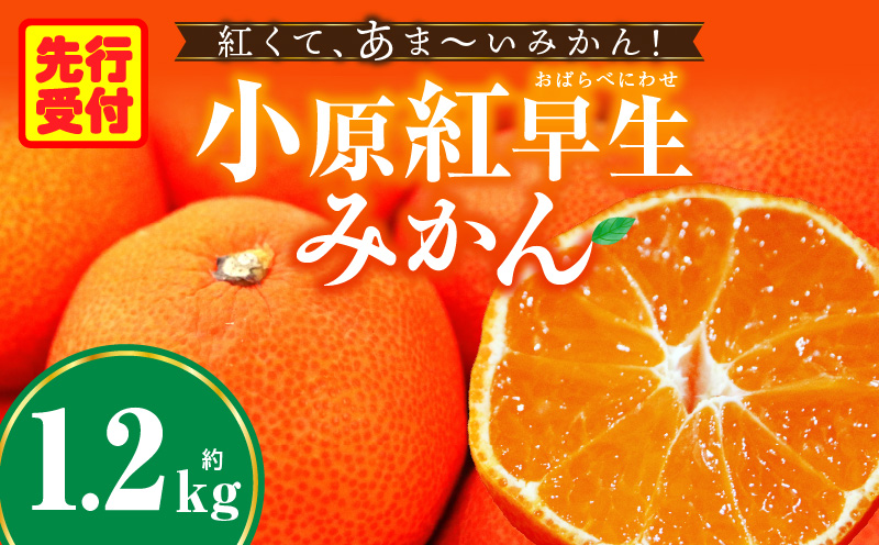 みかん　奇跡の赤いみかん　小原紅早生 約1.2kg |果物 フルーツ みかん 小原紅 小原紅早生みかん フレッシュ ジューシー 香り 爽やか 旬の果物 人気 おすすめ 贈答 贈り物 青果物 糖度 香川県 三木町 |_mk165-019