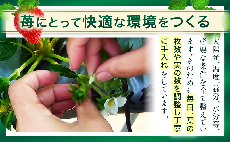 ãã®ãã仿§ããé«çŽã女峰ãã¡ãã24åã¯30ç²å
¥(800g以äž)ã⪠IDOMALL ã»ã¬ã¯ãâ«|ã¹ã€ãŒã ãã¡ã ã¹ããããªãŒ 女峰 èº å·èµ ãã«ãŒã æ¬ æç© éŠå·ç ãã¶ãŒã éæç© èŽç ãã¬ãŒã³ã åç²§ç®± èŽãç© ãããã|_mk048-001