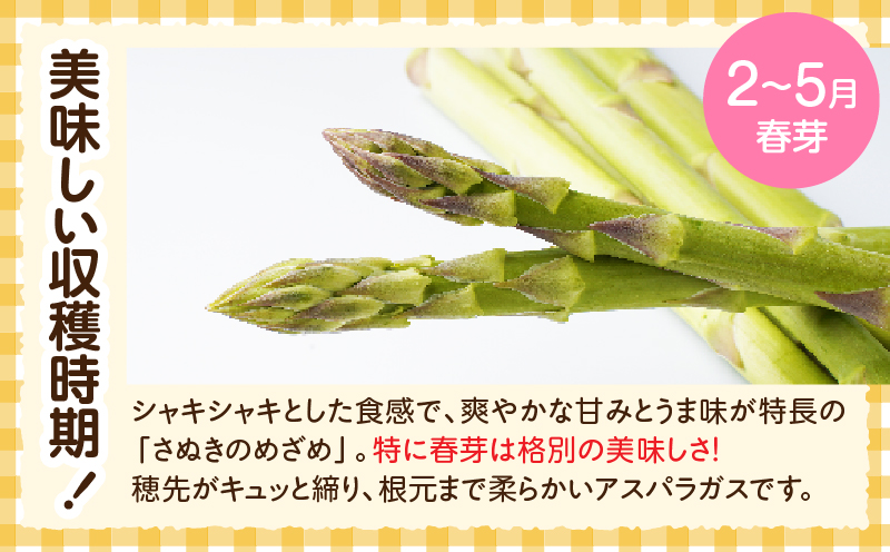 三木町産　香川オリジナルアスパラガス「さぬきのめざめ」　セミロング　春芽　約950ｇ | 野菜 アスパラ アスパラガス さぬきのめざめ 春 冷蔵 新鮮 香川県 三木町 セミロング おすすめ |_mk006-038