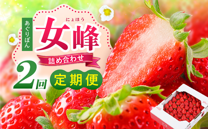 あぐりぼん「女峰」詰め合わせ 2回定期便| いちご 果物 フルーツ 定期便 女峰 希少 デザート ストロベリー 果肉 スイーツ 甘い 国産 贈り物 贈答 プレゼント グルメ 人気 おすすめ 季節 旬 旬の果物 詰め合わせ|_mk144-t001