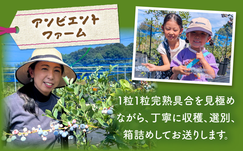 完熟生ブルーベリー約500g|生ブルーベリー 完熟 フルーツ 眼に良い フレッシュ ジューシー 香り 旬の果物 香川県 三木町 |_mk173-005