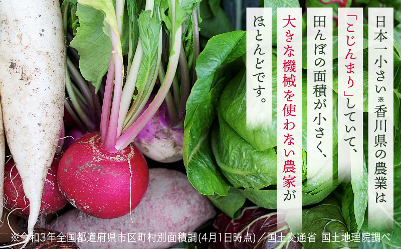 プチマルシェお野菜ボックス(Ｍ)　季節の野菜８〜９種類　≪　IDOMALL　セレクト≫|野菜 新鮮 冷蔵 旬 香川県 野菜ボックス 季節の野菜 青果物 季節 マルシェ 冷蔵 おすすめ|_mk048-004