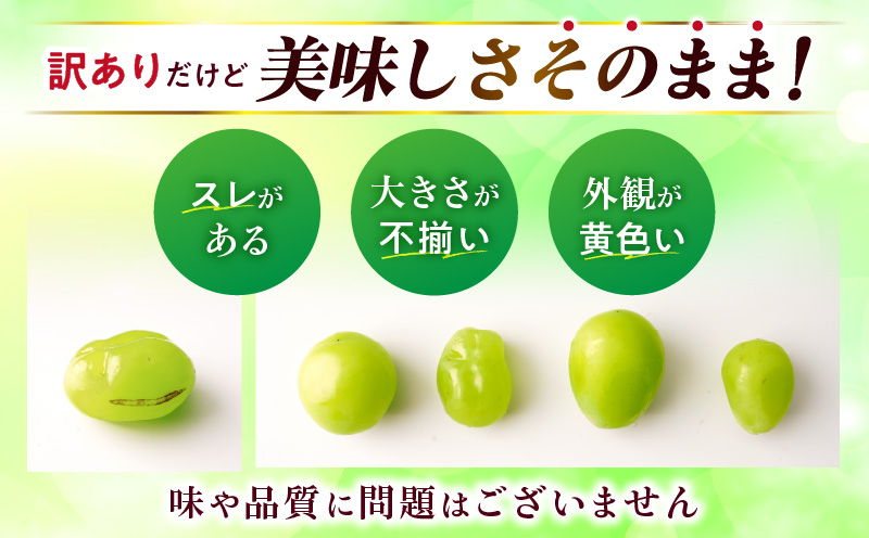 【2026年8月18日～10月20日配送】訳ありシャインマスカット 約1.4kg入り　2～4房|訳あり マスカット ぶどう ブドウ 葡萄 果物 フルーツ 人気 香川 香川県 三木町 種なし 皮ごと食べられる ジューシー 糖度が高い 先行受付 先行予約 季節限定 旬 おすすめ|_mk006-049-2