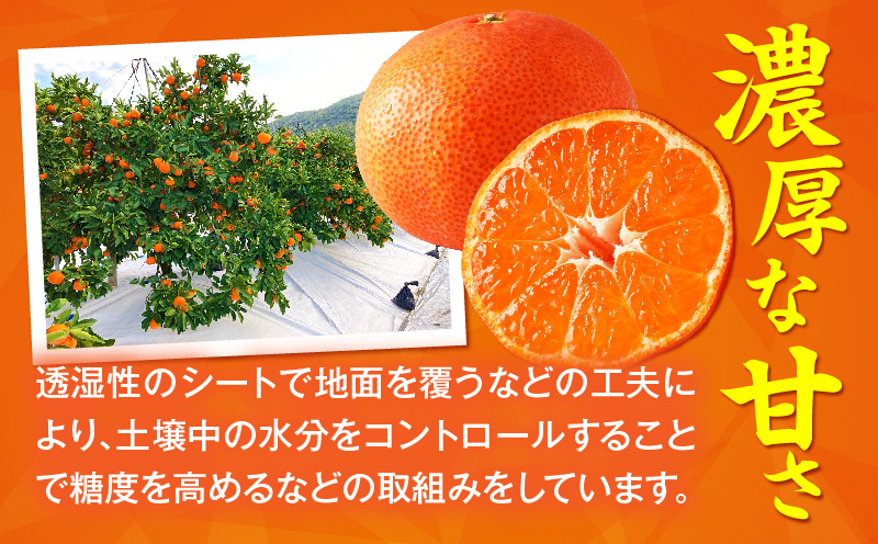 【先行受付】小原紅早生みかん約5.0kg（大玉）3L-2L【香川県共通返礼品】  小原紅早生 甘い みかん ミカン 大玉 柑橘 柑橘系 果物 フルーツ 青果 デザート グルメ おすすめ 贈答 贈り物 贈答用 ギフト プレゼント 特産品 特産 取り寄せ 香川県 三木町 mk006-075