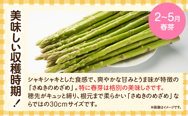 ご家庭用アスパラガス「さぬきのめざめ」（セミロング）春芽　サイズ混合約700g | 野菜 アスパラ アスパラガス さぬきのめざめ 家庭用 春 冷蔵 新鮮 香川県 三木町 セミロング おすすめ |_mk006-027
