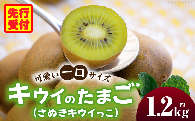 こつぶでちゅるん キウイフルーツ(キウイのたまご®)(キウイっこ) 約1.2kg |果物 フルーツ さぬき キウイっこ キウイフルーツ グリーン キウイ 小さい 濃厚 フレッシュ ジューシー 香り 爽やか 旬の果物 人気 おすすめ 贈答 贈り物 青果物 糖度 香川県 三木町 |_mk165-020