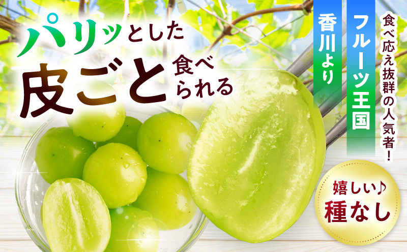 ã2026幎çºéå
è¡åä»ãèš³ããã·ã£ã€ã³ãã¹ã«ãã çŽ1.2kgã2ã3æ¿ èš³ãã ã·ã£ã€ã³ãã¹ã«ãã ãã¹ã«ãã ã¶ã©ã ãã㊠è¡è æç© ãã«ãŒã æééå® æ°é®® ãã ãã® åœç£ ã®ãã ã裟åã æ¬ äººæ° çš®ãªã ç®ããšé£ã¹ããã ãžã¥ãŒã·ãŒ ç³åºŠãé«ã å
è¡åä» å
è¡äºçŽ å£ç¯éå® ãããã æ¬ã®æç© éŠå· éŠå·ç äžæšçº mk006-110