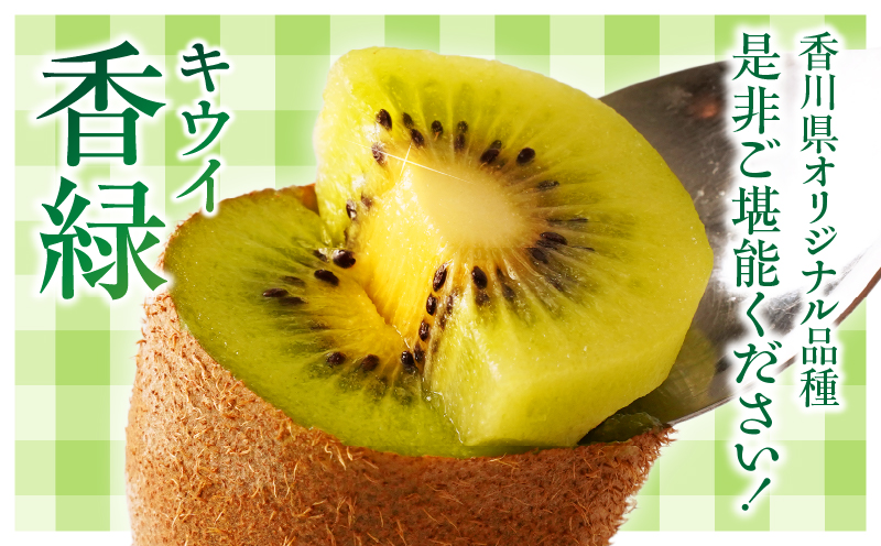 【先行受付】香川県オリジナルキウイフルーツ「香緑」約1.3kg 化粧箱【香川県共通返礼品】  キウイ フルーツ 果物 香川県 香緑 デザート サラダ ヨーグルト トッピング 国産 季節限定 青果物 旬 おすすめ mk006-068