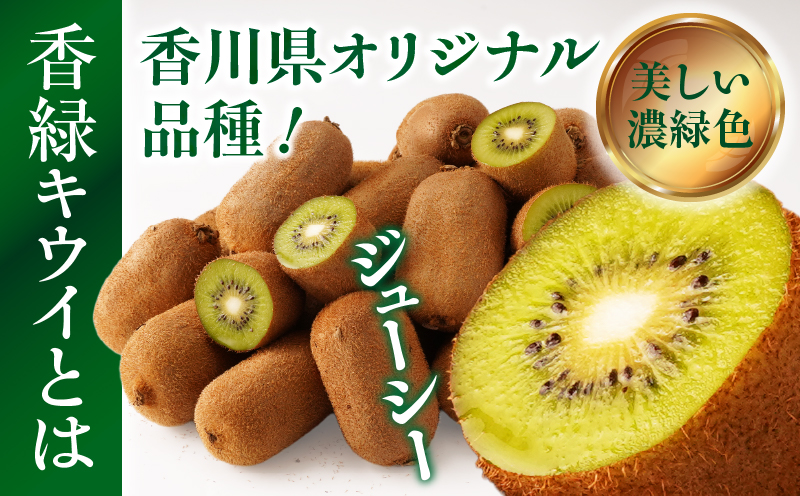 【先行受付】香川県オリジナルキウイフルーツ「香緑」約1.3kg 化粧箱【香川県共通返礼品】  キウイ フルーツ 果物 香川県 香緑 デザート サラダ ヨーグルト トッピング 国産 季節限定 青果物 旬 おすすめ mk006-068