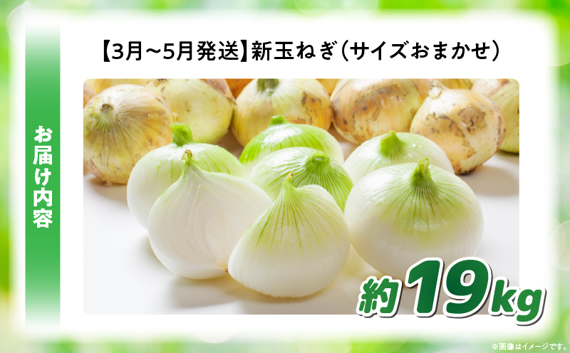 この時期にしか味わえない、みずみずしく甘み豊かな「新玉ねぎ」約19kg |玉ねぎ 新玉ねぎ 野菜 甘い オニオン 香川 香川県 三木町 みずみずしい |_mk006-116