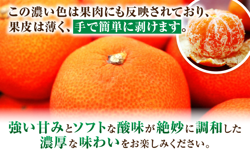 みかん　奇跡の赤いみかん　小原紅早生 約1.2kg |果物 フルーツ みかん 小原紅 小原紅早生みかん フレッシュ ジューシー 香り 爽やか 旬の果物 人気 おすすめ 贈答 贈り物 青果物 糖度 香川県 三木町 |_mk165-019