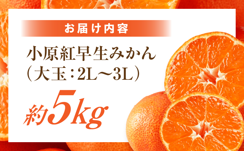 【先行受付】小原紅早生みかん約5.0kg（大玉）3L-2L【香川県共通返礼品】  小原紅早生 甘い みかん ミカン 大玉 柑橘 柑橘系 果物 フルーツ 青果 デザート グルメ おすすめ 贈答 贈り物 贈答用 ギフト プレゼント 特産品 特産 取り寄せ 香川県 三木町 mk006-075