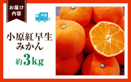 小原紅早生みかん　3.0kg | みかん 果物 デザート フルーツ お取り寄せ グルメ 柑橘 柑橘系 旬 旬の果物 家庭用 生鮮食品 贈り物 贈答 柑橘果物 おすすめ 人気 旬のみかん 季節 季節の果物 果汁 香川県 三木町 |_mk165-014