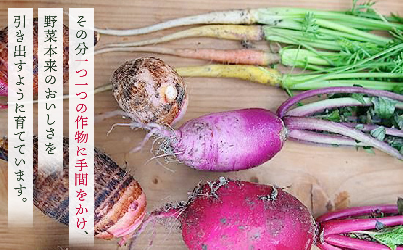 プチマルシェお野菜ボックス(S)　季節の野菜６〜７種類　≪　IDOMALL　セレクト≫| 野菜 新鮮 冷蔵 旬 香川県 野菜ボックス 季節の野菜 青果物 季節 マルシェ 冷蔵 おすすめ|_mk048-003