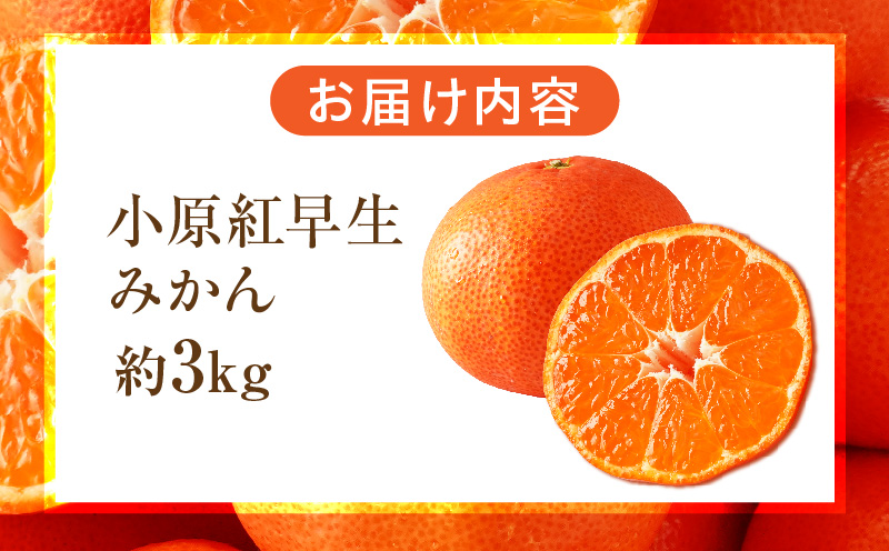 【先行受付】小原紅早生みかん約3.0kg【香川県共通返礼品】 | 小原紅早生 甘い みかん ミカン 柑橘 柑橘系 果物 フルーツ 青果 デザート グルメ おすすめ 贈答 贈り物 贈答用 ギフト プレゼント 特産品 特産 取り寄せ 香川県 三木町 |_mk006-054