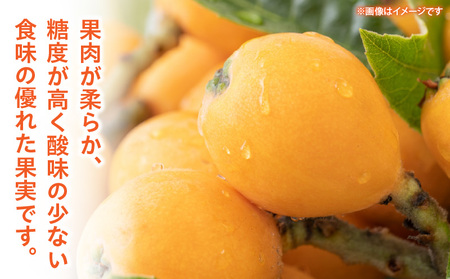露地なつたよりびわ　500g【香川県共通返礼品】|びわ フルーツ 果物 デザート 贈り物 贈答 旬 旬の果物 ギフト 果実 グルメ お取り寄せ 季節 季節の果物 甘み 甘い果物 初夏 香川県 三木町 送料無料|_mk025-002