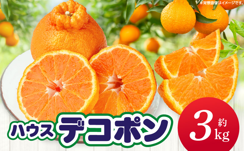 【先行予約】ハウスデコポン約3kg（8-16玉）【香川県共通返礼品】 | デコポン 甘い 酸味 柑橘 柑橘系 果物 フルーツ 青果 デザート グルメ おすすめ 贈答 贈り物 贈答用 ギフト プレゼント 特産品 特産 取り寄せ 香川県 三木町 |_mk006-057