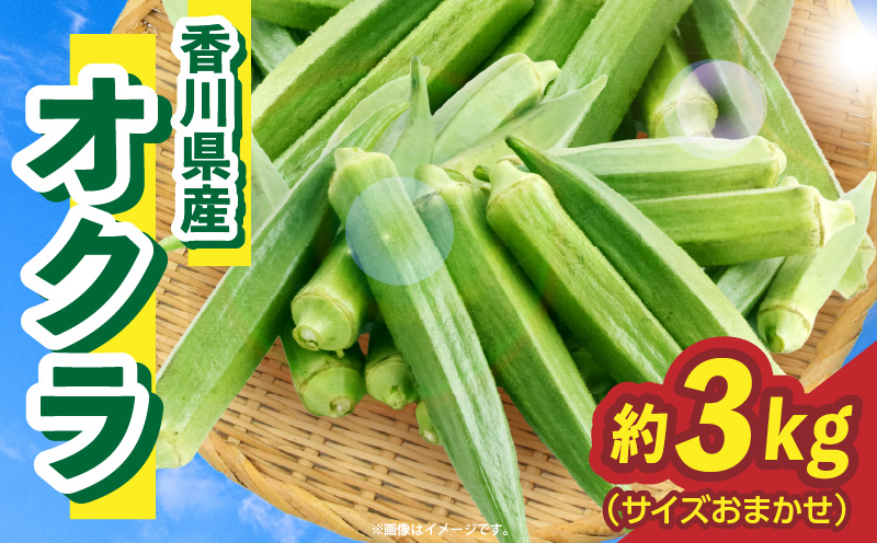 オクラ　約3kg　バラ |オクラ 野菜 ネバネバ 旬の野菜 旬 季節の野菜 季節 贈答 贈り物 ギフト プレゼント おすそ分け グルメ お取り寄せ 人気 おすすめ 特産 特産品 生鮮食品 香川県 三木町 |_mk006-094