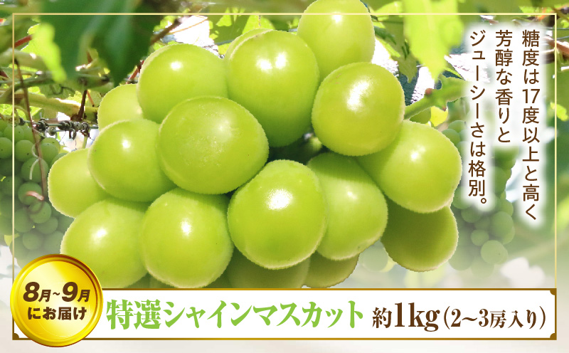 さぬき旬のフルーツ満足 3回定期便 | フルーツ定期便 果物 フルーツ 青果 青果物 いちご みかん シャインマスカット さぬきひめ 小原紅早生みかん マスカット 旬の果物 季節の果物 贈答 贈り物 ギフト 化粧箱 取り寄せ 香川県 三木町 送料無料 |_mk006-t013