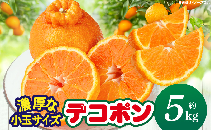 【先行予約】【期間限定！】甘みと酸味の共演・濃厚「デコポン」（濃厚な小玉サイズ）約5kg【香川県共通返礼品】 | デコポン 甘い 酸味 柑橘 柑橘系 果物 フルーツ 青果 デザート グルメ おすすめ 贈答 贈り物 贈答用 ギフト プレゼント 特産品 特産 取り寄せ 香川県 三木町 |_mk006-091