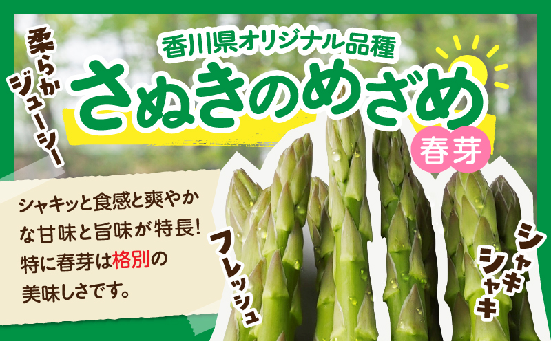 ご家庭用アスパラガス「さぬきのめざめ」（セミロング）春芽　サイズ混合約700g | 野菜 アスパラ アスパラガス さぬきのめざめ 家庭用 春 冷蔵 新鮮 香川県 三木町 セミロング おすすめ |_mk006-027