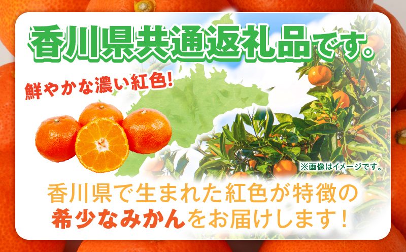 【先行受付】金時紅早生みかん 約2kg【香川県共通返礼品】  金時紅 鮮やか 紅色 小原紅早生 糖度 甘い みかん ミカン 柑橘 柑橘系 果物 フルーツ 青果 デザート グルメ おすすめ 贈答 贈り物 贈答用 ギフト プレゼント 特産品 特産 取り寄せ 香川県 三木町 mk006-076