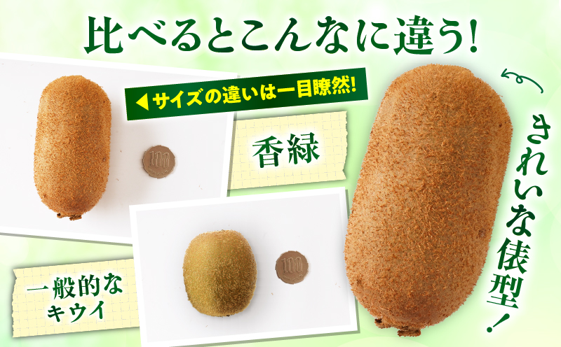 【先行受付】香川県オリジナルキウイフルーツ「香緑」約1.3kg 化粧箱【香川県共通返礼品】  キウイ フルーツ 果物 香川県 香緑 デザート サラダ ヨーグルト トッピング 国産 季節限定 青果物 旬 おすすめ mk006-068