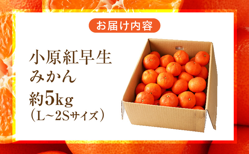 【先行受付】小原紅早生みかん約5.0kg【香川県共通返礼品】 | 小原紅早生 甘い みかん ミカン 柑橘 柑橘系 果物 フルーツ 青果 デザート グルメ おすすめ 贈答 贈り物 贈答用 ギフト プレゼント 特産品 特産 取り寄せ 香川県 三木町 |_mk006-025
