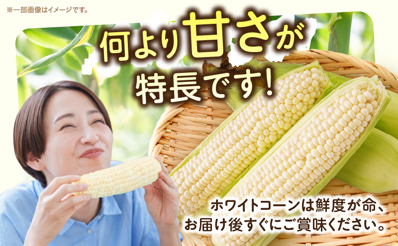 äžæšçºç£ããã¯ã€ãã³ãŒã³ãçŽ3.0kg | ãšããããã éè ã³ãŒã³ æ¬ã®éè æ¬ å£ç¯ã®éè å£ç¯ èŽç èŽãç© ã®ãã ãã¬ãŒã³ã ãããåã ã°ã«ã¡ ãåãå¯ã äººæ° ãããã ç¹ç£ ç¹ç£å çé®®é£å éŠå·ç äžæšçº |_mk006-019