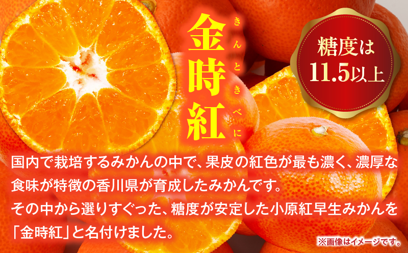 【先行受付】金時紅早生みかん 約2kg【香川県共通返礼品】  金時紅 鮮やか 紅色 小原紅早生 糖度 甘い みかん ミカン 柑橘 柑橘系 果物 フルーツ 青果 デザート グルメ おすすめ 贈答 贈り物 贈答用 ギフト プレゼント 特産品 特産 取り寄せ 香川県 三木町 mk006-076