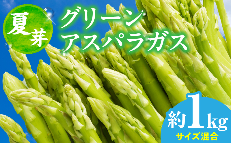 【先行受付】【夏芽】グリーンアスパラガス サイズ混合約1kg | グリーンアスパラガス アスパラガス アスパラ 夏芽 おすすめ 混合 シャキシャキ 野菜 冷蔵 新鮮 新鮮野菜 香川県 国産 三木町 おすすめ |_mk006-003