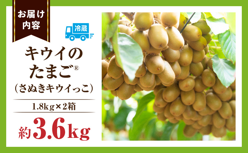 キウイフルーツ(キウイのたまご?)(キウイっこ) 1.8kg×2箱 | キウイ フルーツ 果物 旬 旬の果物 キウイフルーツ デザート 生鮮食品 贈り物 贈答 お裾分け おすすめ 人気 ギフト グルメ 特産品 果肉 季節 季節の果物 香川県 三木町 |_mk165-009