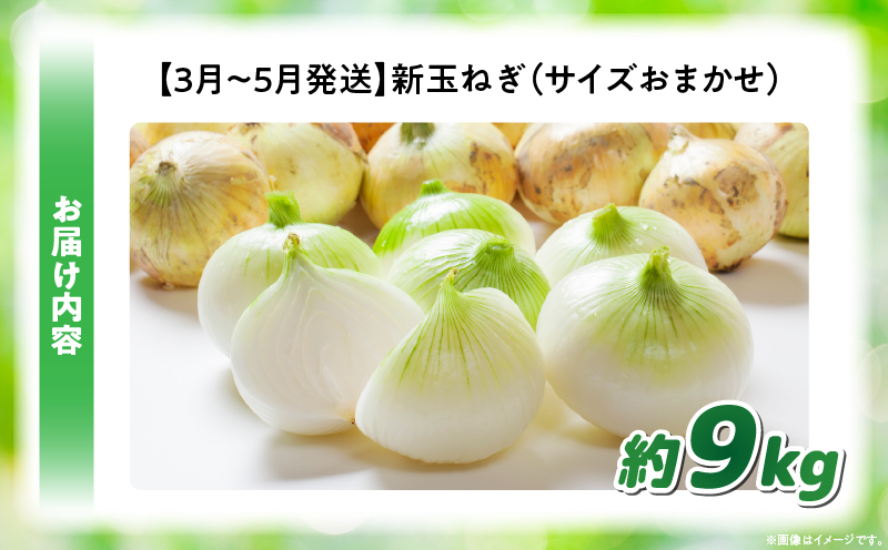 この時期にしか味わえない、みずみずしく甘み豊かな「新玉ねぎ」約9kg |玉ねぎ 新玉ねぎ 野菜 甘い オニオン 香川 香川県 三木町 みずみずしい |_mk006-115