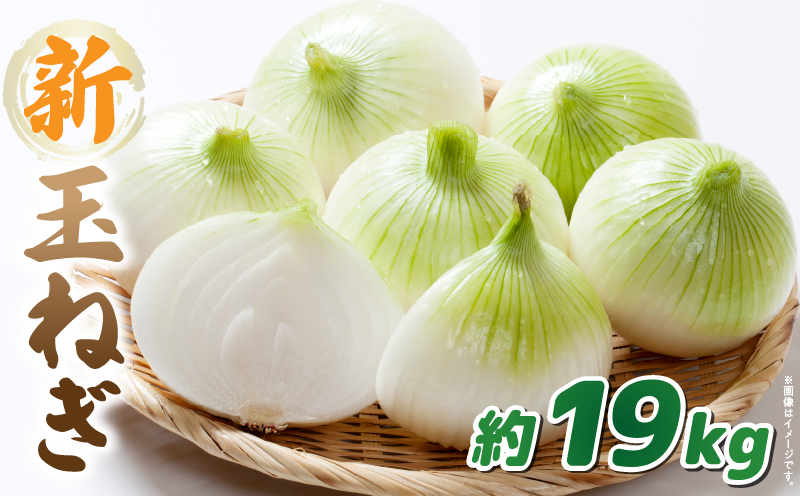 この時期にしか味わえない、みずみずしく甘み豊かな「新玉ねぎ」約19kg |玉ねぎ 新玉ねぎ 野菜 甘い オニオン 香川 香川県 三木町 みずみずしい |_mk006-116