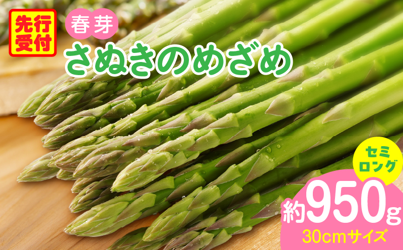 三木町産　香川オリジナルアスパラガス「さぬきのめざめ」　セミロング　春芽　約950ｇ | 野菜 アスパラ アスパラガス さぬきのめざめ 春 冷蔵 新鮮 香川県 三木町 セミロング おすすめ |_mk006-038