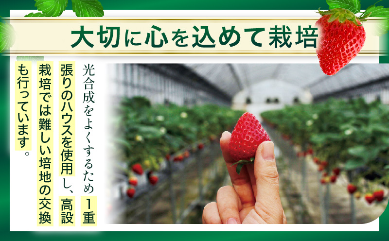 ãã®ãã仿§ããé«çŽã女峰ãã¡ãã24åã¯30ç²å
¥(800g以äž)ã⪠IDOMALL ã»ã¬ã¯ãâ«|ã¹ã€ãŒã ãã¡ã ã¹ããããªãŒ 女峰 èº å·èµ ãã«ãŒã æ¬ æç© éŠå·ç ãã¶ãŒã éæç© èŽç ãã¬ãŒã³ã åç²§ç®± èŽãç© ãããã|_mk048-001