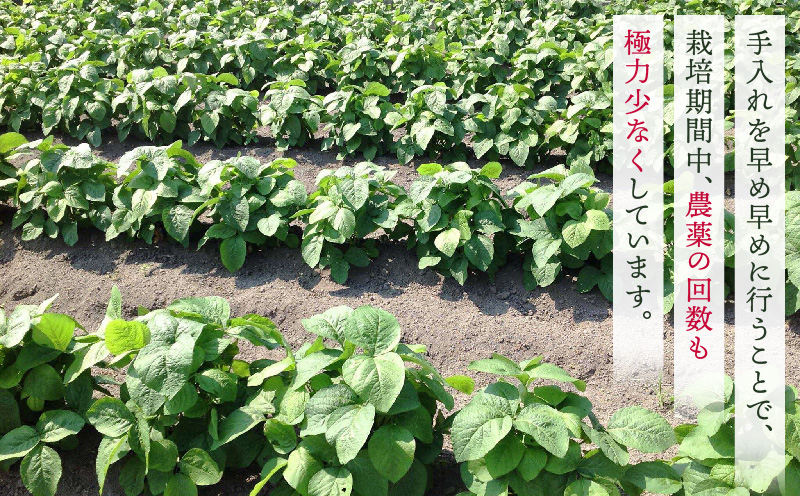 プチマルシェお野菜ボックス(S)　季節の野菜６〜７種類　≪　IDOMALL　セレクト≫| 野菜 新鮮 冷蔵 旬 香川県 野菜ボックス 季節の野菜 青果物 季節 マルシェ 冷蔵 おすすめ|_mk048-003