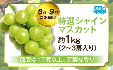 ぶどう満足 3回定期便 | フルーツ定期便 ぶどう 定期便 果物 フルーツ デザート ピオーネ シャインマスカット マスカット 果肉 スイーツ 甘い 国産 贈り物 贈答 プレゼント 期便 フルーツ定期便 人気 おすすめ 果物定期便 季節 旬 旬の果物 香川県 三木町 送料無料 |_mk006-t014