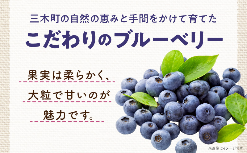 完熟生ブルーベリー約500g|生ブルーベリー 完熟 フルーツ 眼に良い フレッシュ ジューシー 香り 旬の果物 香川県 三木町 |_mk173-005