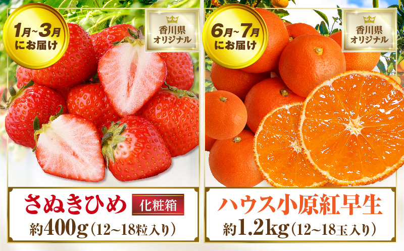 さぬき旬のフルーツ大満足　4回定期便|果物 フルーツ 青果 青果物 いちご みかん シャインマスカット キウイフルーツ さぬきひめ 小原紅早生みかん マスカット キウイ 旬の果物 季節の果物 贈答 贈り物 ギフト 化粧箱 取り寄せ グルメ 香川県 三木町 送料無料|_mk006-t008d