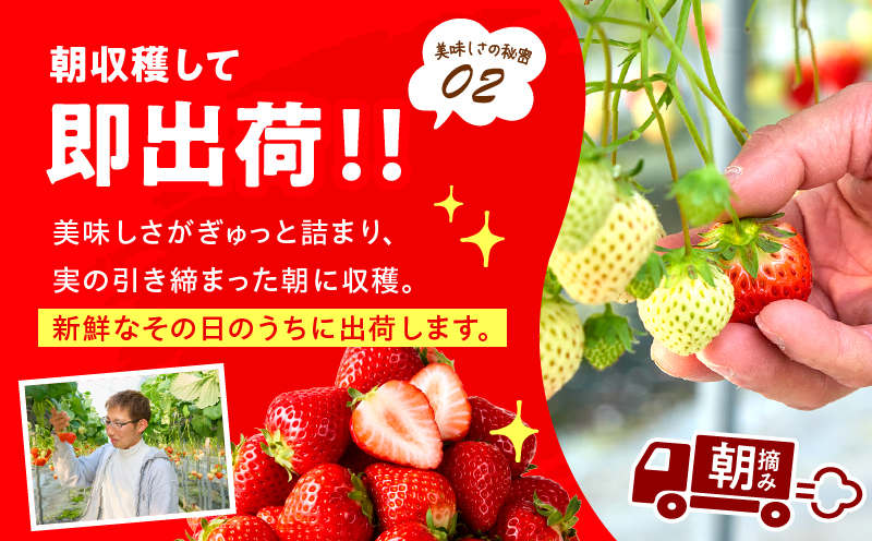 【先行予約】苺音エコノミー　〜さぬきひめいちごがいっぱい〜　約1,280g | おすすめ 人気 果実 果肉 果物 フルーツ デザート 贈り物 苺 さぬきひめ 贈答 ご褒美 ギフト 旬の果物 季節の果物 旬 季節 青果物 香川県 三木町 |_mk137-001