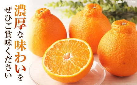 ãã³ãã³(é²å°)ã5kg | ãã³ãã³ ã¿ãã ãã«ãŒã æç© æ¬ ææ© ãã¶ãŒã ã裟åã æ¬ æ¬ã®æç© ãããã äººæ° ãã¶ãŒã çé®®é£å æå® ãåãå¯ã èŽççš èŽãç© ææ©é¡ å£ç¯ å£ç¯ã®æç© ææ©ç³» éŠå·ç äžæšçº |_mk165-007