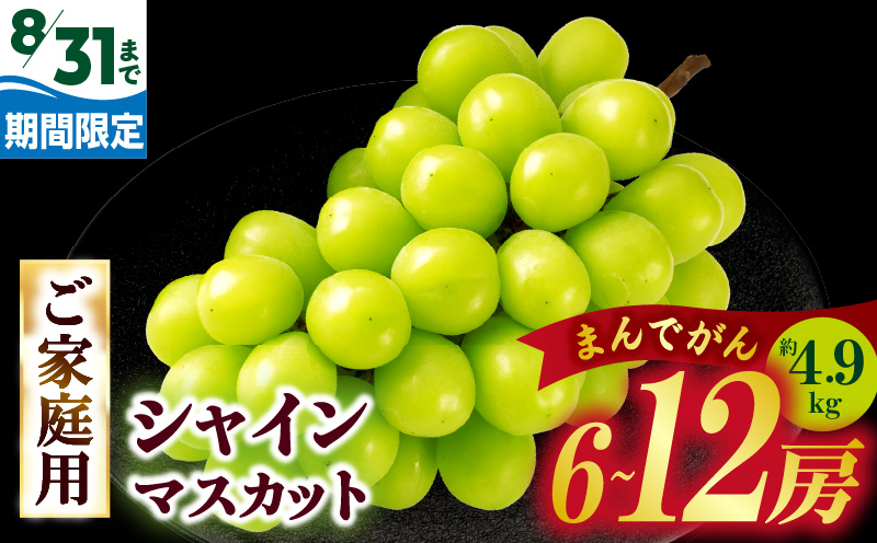 【8月31日（夏休み）までの期間限定価格!!】ご家庭用　シャインマスカット　まんでがん　約4.9kg | シャインマスカット マスカット ぶどう ブドウ 葡萄 果物 フルーツ 期間限定 新鮮 くだもの 国産 ギフト お裾分け 旬 人気 種なし 皮ごと食べられる ジューシー 糖度が高い 先行受付 先行予約 季節限定 おすすめ 旬の果物 香川 香川県 三木町 訳あり ご家庭用 |_mk006-130