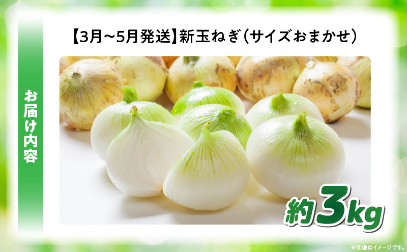 この時期にしか味わえない、みずみずしく甘み豊かな「新玉ねぎ」約3kg |玉ねぎ 新玉ねぎ 野菜 甘い オニオン 香川 香川県 三木町 みずみずしい |_mk006-113